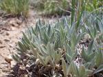 : - Orophaca caespitosa