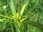 : - Carex intumescens