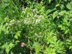 Nordisches Labkraut - Galium boreale