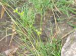 : - Juncus interior