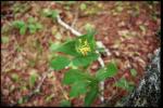 Blaugrüne Heckenkirsche - Lonicera dioica