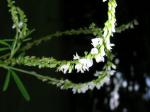 : - Melilotus officinalis subsp. alba