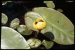 : - Nuphar lutea subsp. variegata