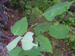 Großzähnige Pappel - Populus grandidentata