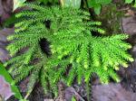 : - Lycopodium dendroideum
