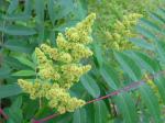 Glatter Sumach - Rhus glabra
