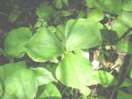 : - Trillium cernuum
