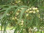 Koa - Acacia koa