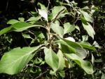 : - Achyranthes splendens