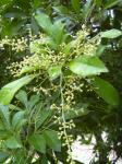 : - Aglaia odorata