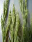 Zweiährige Segge - Brachypodium distachyon