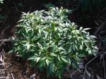 : - Bidens micrantha subsp. kalealaha