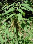 Schmetterlingsflieder - Buddleja asiatica