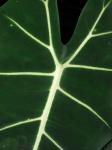 : - Alocasia micholitziana