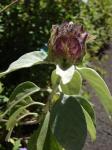 : - Barleria albostellata