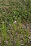 Blau-Gänsekresse - Arabis caerulea