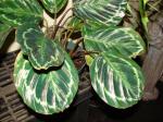 Korbmaranthe - Calathea roseopicta