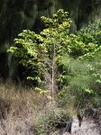 : - Chrysophyllum oliviforme