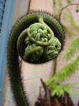 : - Cibotium menziesii