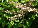 : - Congea griffithiana