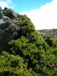 : - Coprosma ernodeoides