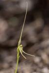 : - Acianthus caudatus