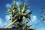 Sisal-Agave sisalana