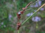 Strand-Segge - Carex extensa