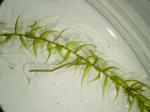 : - Drepanocladus aduncus