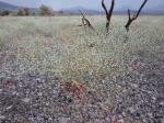 : - Eriogonum baileyi