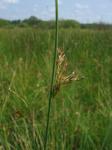 Blaugrüne Binse - Juncus inflexus