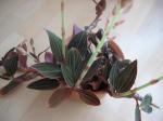 : - Ludisia discolor