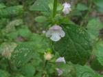 Zitronenmelisse - Melissa officinalis
