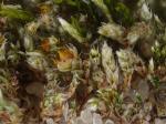 Silbermoos - Bryum argenteum