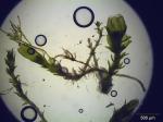 : - Cephaloziella hampeana