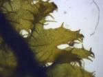 Behaartes Federchen-Lebermoos - Ptilidium ciliare
