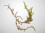 : - Scorpidium scorpioides