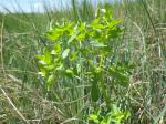 : - Euphorbia spathulata