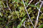 Stern-Goldschlafmoos - Campylium stellatum