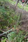 Hundsquecke - Elymus caninus