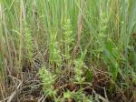 : - Hedeoma hispida