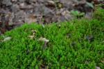 Sparriges Kranzmoos - Rhytidiadelphus squarrosus