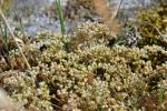 Ausdauernder Knäuel - Scleranthus perennis
