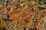 Braunes Torfmoos - Sphagnum fuscum