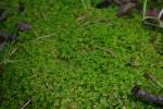 Filziges Haarkelchmoos - Trichocolea tomentella
