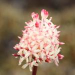 : - Bellendena montana