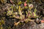 : - Brachyscome perpusilla