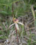 : - Caladenia anthracina