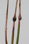 : - Chorizandra australis