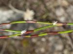 : - Empodisma minus